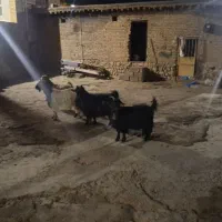 کود حیوانی تمیز