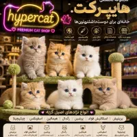 Hyper cat / حراج خانه ای برای اصیل‌ترین نژاد گربه