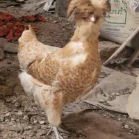 مرغ و خروس لهستانی