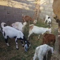 گوسفند فروشی