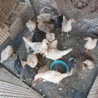 مرغ و جوجه
