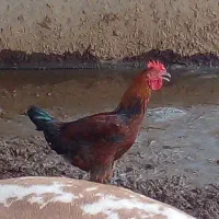 خروس عربی