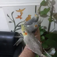 عروس هلندی