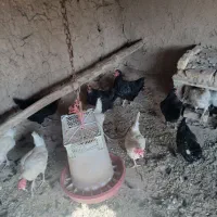مرغ تخمگزار