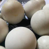 الماس آسیاب ( لونسدالیت)