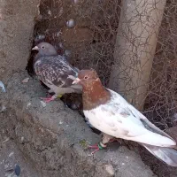 پرشی