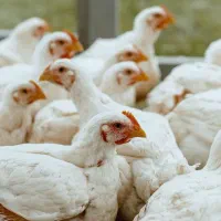 فروش مرغ زنده گوشتی کیلو 270 زنده روستای هیربدان
