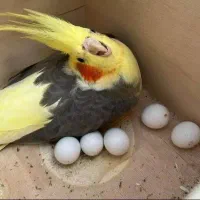مرغ عشق|پرنده|چغادک, |دیوار