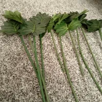 درختچه برگ انجیری ۱۱ شاخه نو