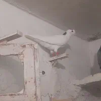 کفتر