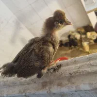 جوجه مرغ محلی گلپایگانی کاکلی خروس