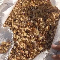 خرید پوست پسته در هرتناژی (نقدی)