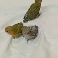جوجه طوطی برزیلی
