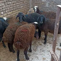 12 راس بره نر افشاری درجه یک 745000 هزار