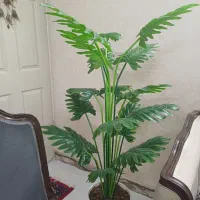 درختچه برگ انجیری