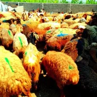 نروماده درجه یک/گوسفندچاق (زنده سبک ودولتی)نرخ روز