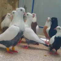 ۱۲تاکبوترهمه رنگ دمبی زیرروبسته باهم