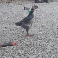 جوجه مرغ و خروس