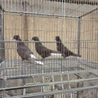 قهوه ای دم سفید سرکه ای دم سفید سرخ دم سفید ۴عدد