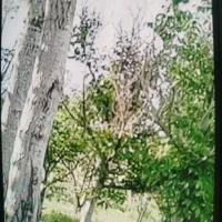 باغ فروشی بلورد