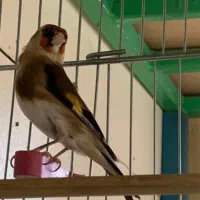 طالب سهره مست اماده جفت