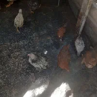 ۶عدد اردک ۲۰عدد جوجه ۴ ماهه