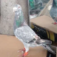 کبوتر ضدوخوردی نر