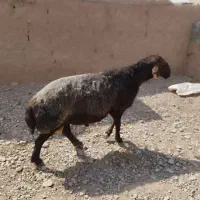 قوچ