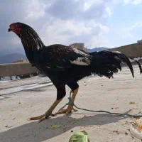 فروش فوری دو عدد خروس لاری