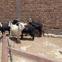 بز و گیسه درجه یک