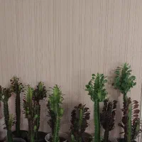 حراج کاکتوس افوربیا