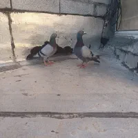 کبوتر مسافتی جفت