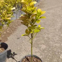 شمشاد طلایی گلدان ۱۴