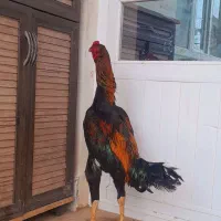 خروس لاری اصیل