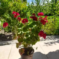 گل فیکوس.شمدانی.بنفشه.کاج.سودی