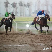 فروش اسب تروبرد