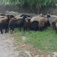 فروشی 15راس گوسفند افشار بره دار جوان ازیه دامدار