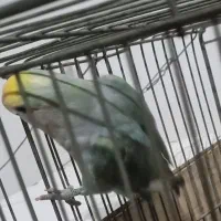 کوتوله گمشده