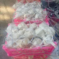 سیر همدان آوردم