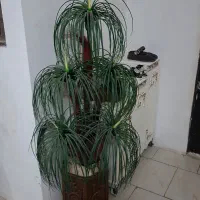 نخل