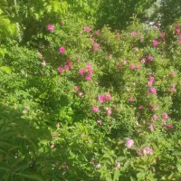 گل محمدی