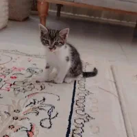 واگذاری گربه