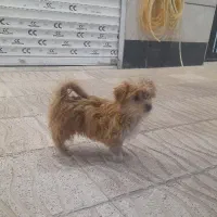 بازیگوش