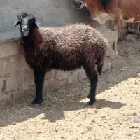 گوسفند بابره ماده