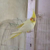 عروس نر دستی