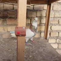 کبوتر طوقی هفت رنگی نر۶۰۰