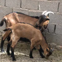 کره نر الپایین