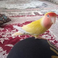 طوطی کوتوله