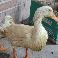 2500