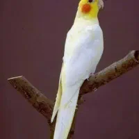 یک جفت عروس هلندی
